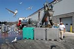 Gulls monitor the offloading of bait on the fish pier